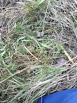 Nkumar173 online show from November 10, 2025, 7:02 am