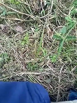 Nkumar173 online show from November 8, 2025, 11:58 am