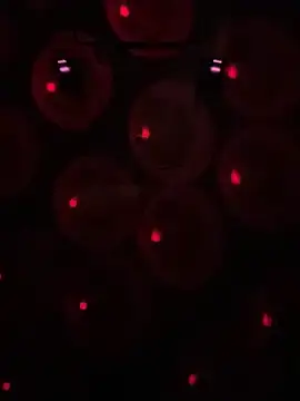 Gin4Cole online show from January 30, 2025, 3:00 am