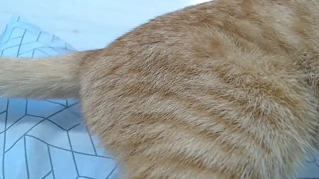 Snapshot of CRISTIINA37 chatting on November 6, 2025, 11:58 am CRISTIINA37 online show from November 6, 2025, 11:58 am