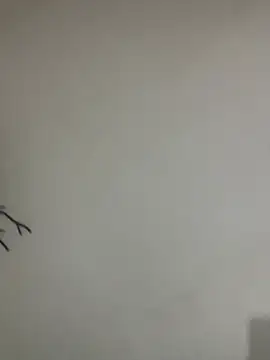 Veropig online show from March 13, 2026, 3:17 pm