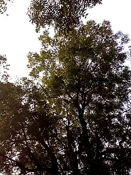 Snapshot of Yasha_14C_Creator chatting on November 28, 2025, 9:31 am Yasha 14C Creator online show from November 28, 2025, 9:31 am