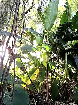 Snapshot of tuwegon chatting on June 17, 2026, 9:36 pm tuwegon online show from June 17, 2026, 9:36 pm