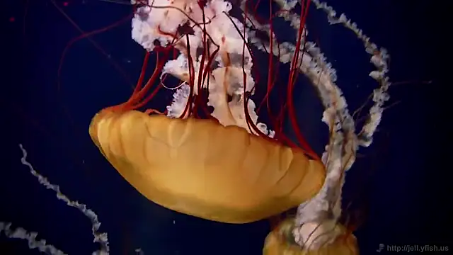 Snapshot of streamy_test12 chatting on February 25, 2025, 8:14 am streamy test12 online show from February 25, 2025, 8:14 am