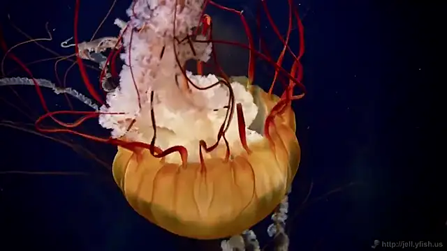 Snapshot of streamy_test12 chatting on October 27, 2025, 12:06 pm streamy test12 online show from October 27, 2025, 12:06 pm