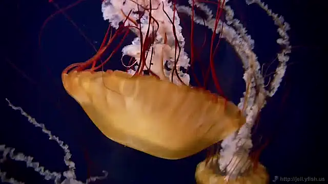 Snapshot of streamy_test12 chatting on December 6, 2024, 8:10 am streamy test12 online show from December 6, 2024, 8:10 am