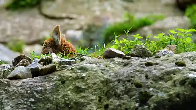 Snapshot of streamy_test13 chatting on January 22, 2025, 8:18 am streamy test13 online show from January 22, 2025, 8:18 am