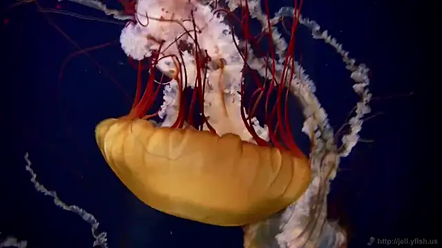 streamy test15 online show from February 25, 2025, 8:14 am