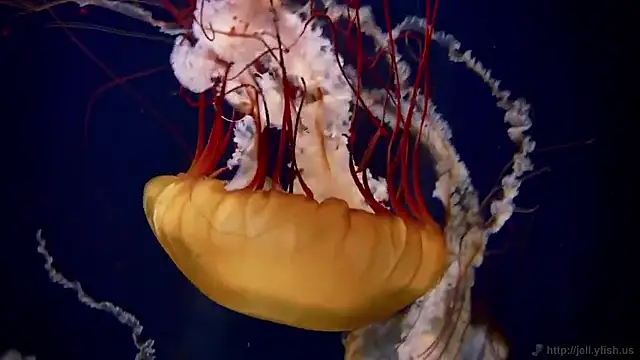 streamy test15 online show from September 18, 2025, 9:01 am