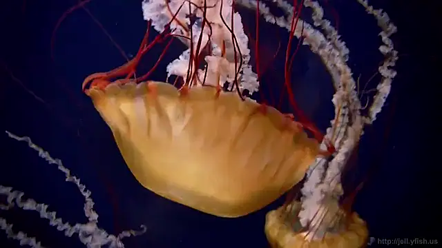 streamy test15 online show from February 12, 2026, 1:44 pm