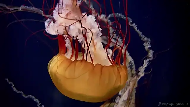 streamy test15 online show from March 3, 2026, 5:09 pm