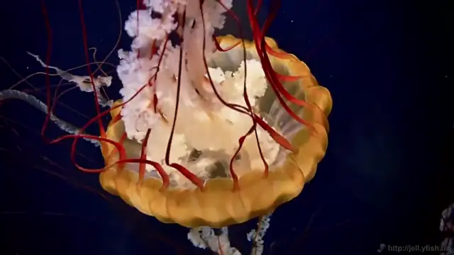 streamy test15 online show from March 18, 2025, 8:17 am