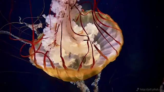 streamy test15 online show from September 16, 2025, 2:29 pm