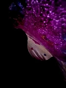 Snapshot of morenogts69 chatting on September 23, 2025, 10:00 am morenogts69 online show from September 23, 2025, 10:00 am