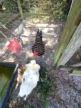 Snapshot of Mistress_Melissa chatting on February 4, 2025, 6:06 pm Mistress Melissa online show from February 4, 2025, 6:06 pm