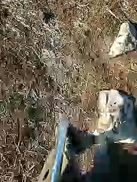 Snapshot of murokkk31 chatting on January 15, 2025, 8:09 am murokkk31 online show from January 15, 2025, 8:09 am