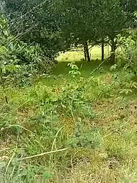 Snapshot of Cuervo_maniaco chatting on October 30, 2025, 5:32 pm Cuervo maniaco online show from October 30, 2025, 5:32 pm