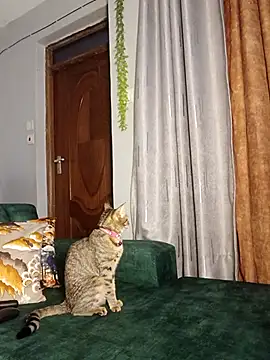 Snapshot of C-yoyo chatting on December 14, 2025, 9:59 am C-yoyo online show from December 14, 2025, 9:59 am