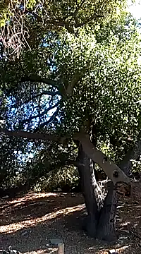 luke thighwalker2469 online show from January 15, 2025, 9:20 pm