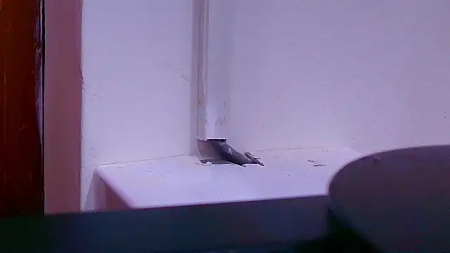 Snapshot of anisha_x chatting on September 26, 2025, 7:10 pm anisha x online show from September 26, 2025, 7:10 pm