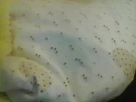 Snapshot of Bigpenis6y chatting on January 24, 2025, 5:21 am Bigpenis6y online show from January 24, 2025, 5:21 am