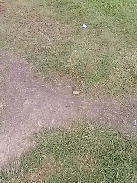 sophie banger online show from November 24, 2025, 9:48 pm