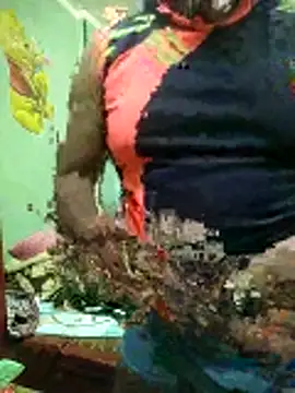 Snapshot of ShelfyOfferer chatting on January 31, 2026, 11:14 pm ShelfyOfferer online show from January 31, 2026, 11:14 pm