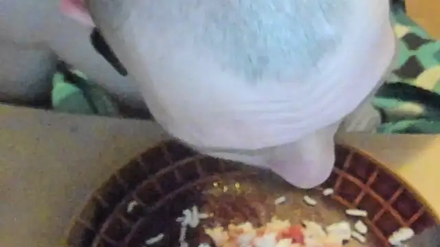 Snapshot of sexy264329 chatting on March 7, 2025, 4:22 pm sexy264329 online show from March 7, 2025, 4:22 pm