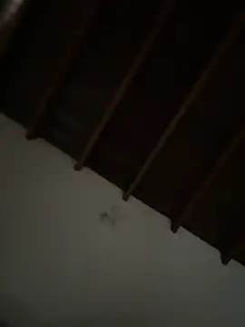 siri duque online show from March 23, 2026, 3:23 pm