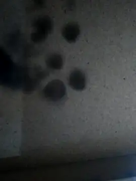 Snapshot of Leocesar37 chatting on November 25, 2025, 5:46 pm Leocesar37 online show from November 25, 2025, 5:46 pm