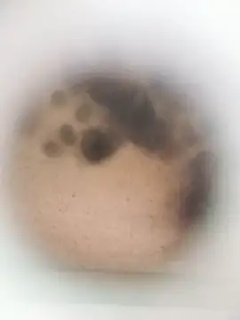 Leocesar37 online show from March 27, 2026, 8:26 am