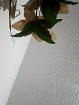 Naomy veracruz  online show from April 11, 2026, 10:19 am