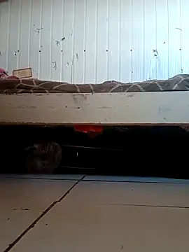 frotasso online show from April 2, 2026, 12:01 pm