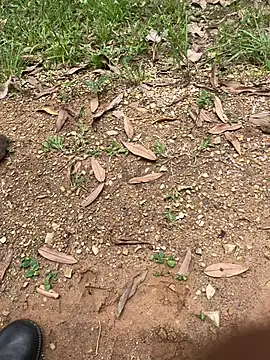 elflalope online show from October 1, 2025, 4:11 pm