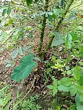 Snapshot of mmarvis_za78_93_21cm chatting on November 4, 2025, 6:11 pm mmarvis za78 93 21cm online show from November 4, 2025, 6:11 pm