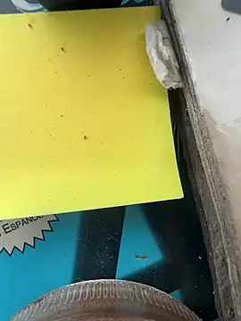 pegaso888888 online show from March 17, 2026, 8:56 pm