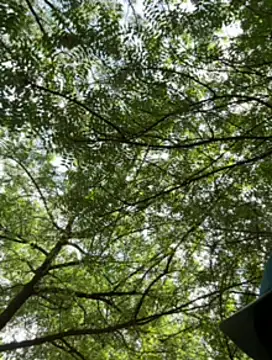 Snapshot of arevalo1124 chatting on November 23, 2025, 3:22 pm arevalo1124 online show from November 23, 2025, 3:22 pm