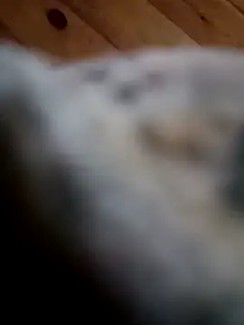 Snapshot of Arabian chatting on February 11, 2025, 6:01 pm Arabian online show from February 11, 2025, 6:01 pm