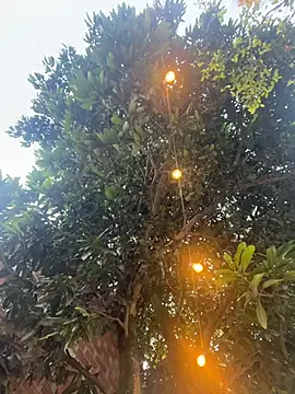 aurora coldd online show from October 27, 2025, 10:22 pm