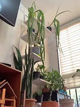 NatashaRex online show from February 25, 2026, 8:19 pm