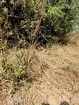 Snapshot of himvilohi08 chatting on March 26, 2026, 5:06 am himvilohi08 online show from March 26, 2026, 5:06 am