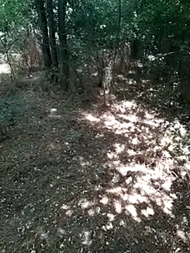 sile47 online show from July 19, 2026, 10:56 am