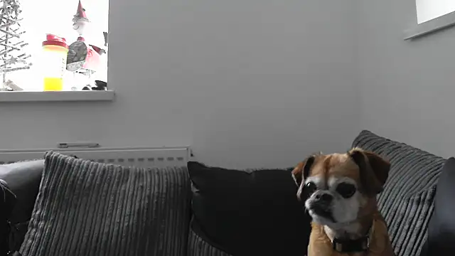 Sizzling Indie36 online show from November 26, 2025, 12:38 pm