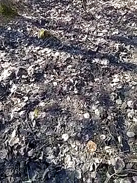 DawidSpandel online show from March 16, 2025, 9:49 am