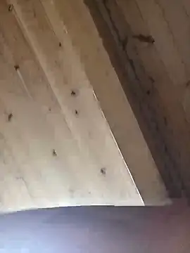 Snapshot of Angelsordemons6 chatting on September 19, 2025, 8:24 pm Angelsordemons6 online show from September 19, 2025, 8:24 pm