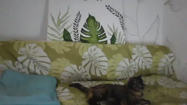 Snapshot of Catty_Lady chatting on November 26, 2025, 6:30 pm Catty Lady online show from November 26, 2025, 6:30 pm