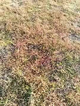 Snapshot of coocon2020 chatting on November 16, 2025, 2:38 am coocon2020 online show from November 16, 2025, 2:38 am