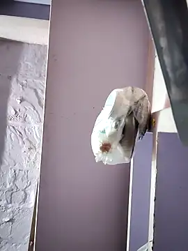 Snapshot of ruhistrip1265 chatting on December 17, 2025, 6:51 am ruhistrip1265 online show from December 17, 2025, 6:51 am