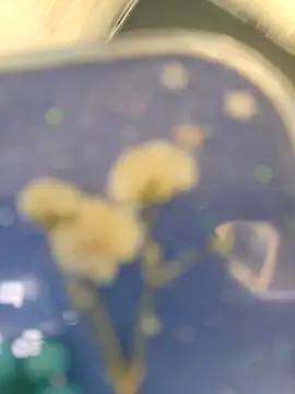 chocolate bella online show from April 10, 2026, 5:31 pm