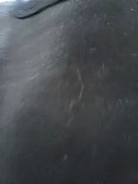 Snapshot of CWQ123 chatting on November 17, 2025, 11:36 am CWQ123 online show from November 17, 2025, 11:36 am